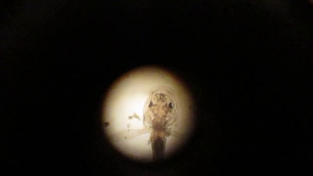 малек под микроскопом 2_1.MOV