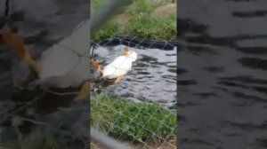 Уточка на картинке плавает на спинке!!!!