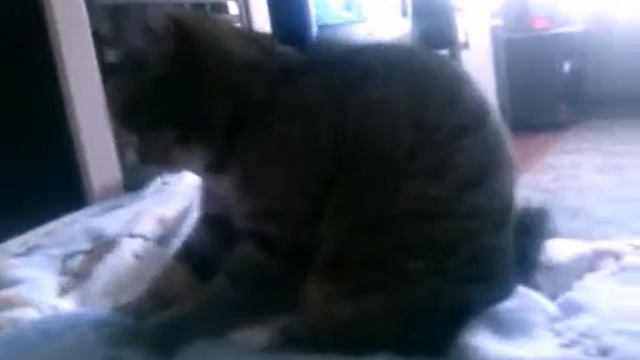 Топтушка смотреть онлайн