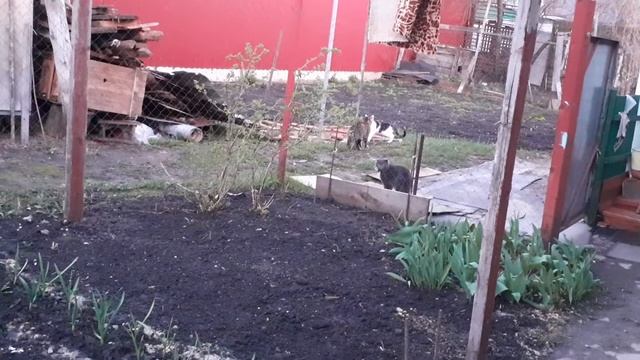 прогулки с котами. котёнок и взрослые коты/ странное поведение котов