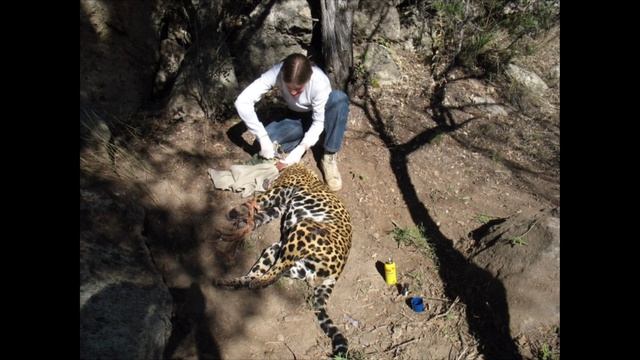 Aridoamerican jaguars (jaguars from North Mexico and Southwestern US). смотреть онлайн