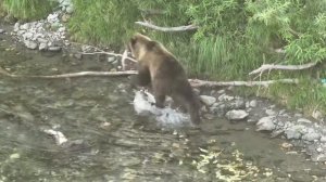 медведь забрал рыбу