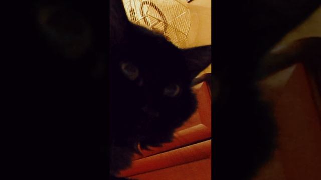 Кот Джей мурлычет и умывается а Морозко подпевает