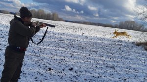 Охота на Зайца по Первому Снегу!!! Полубелый Сидит до последнего.