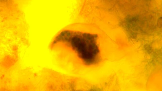 жуть из болота под микроскопом