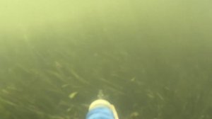 Каралат, подводная охота, 2016_MAH00274