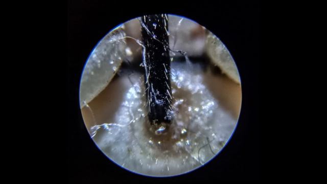 Mikroskop Levenhuk Rainbow 50L PLUS a Kněžice mramorovaná смотреть онлайн