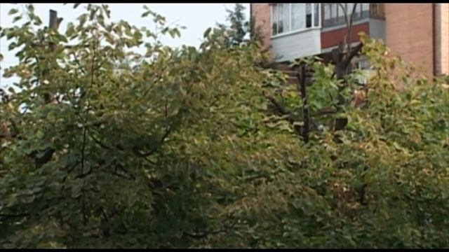 реклама губит деревья смотреть онлайн