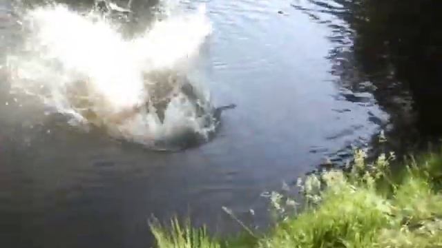 Прыжок в воду!!! смотреть онлайн
