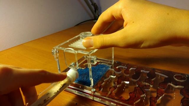 НОВЫЕ МУРАВЬИ!!!🐜 под микроскопом🔬 смотреть онлайн