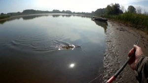 Осенняя раздача.Ловля щуки с берега на спининг.