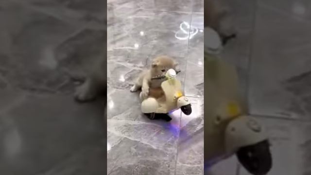 начинающей мото котэ