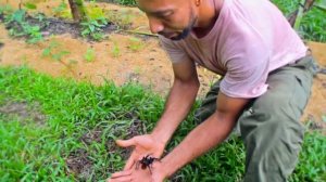 Где продают таких пауков?