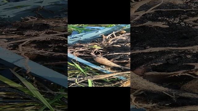 1000032167.mp4
