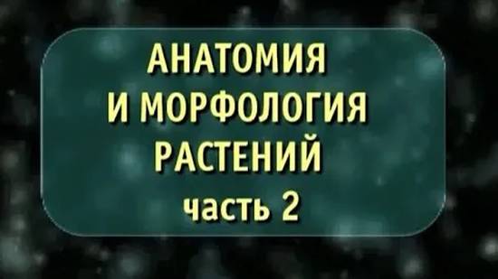 Биология. Анатомия и морфология растений. Часть 2. Побеги. Почка