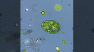 Капля воды под микроскопом