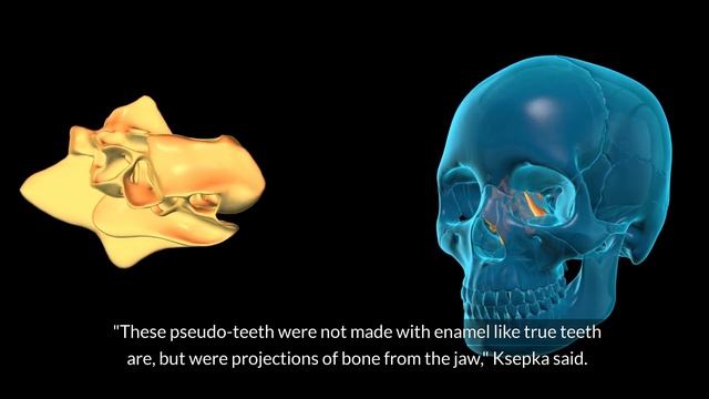Unveiling the Enigma: Pelagornis sandersi and the Mystery of Ancient Skies смотреть онлайн