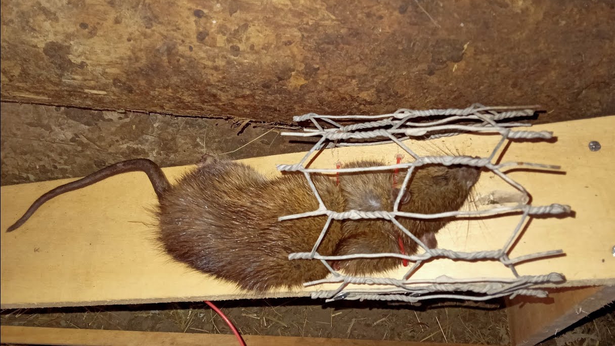 Крысоловка удавка за 10 минут, очень уловистая и работает безотказно... смотреть онлайн