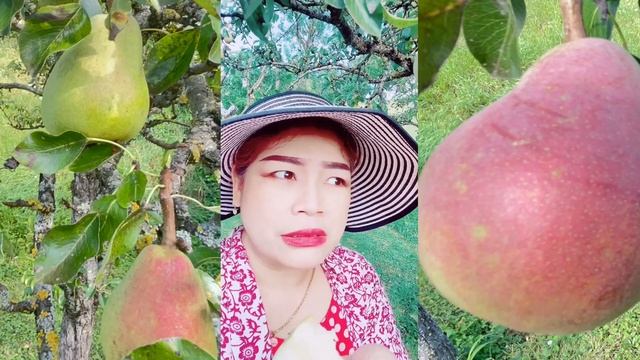 Our Pears taste good  and crunchy .  I can eat more now . Apples are not yet ripe. Flowers are nice