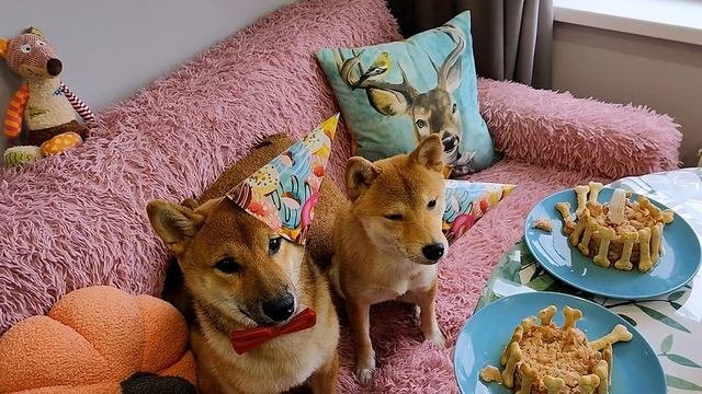 ТУСИМ на ДНЕ РОЖДЕНИЯ малышки ТАФФИ😌🦊Йоши джентельмен🤵♂️Влог