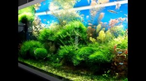 Ошибки начинающих аквариумистов