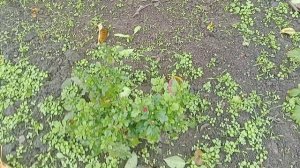165. Живем на юге....Сжигаем траву на огороде....