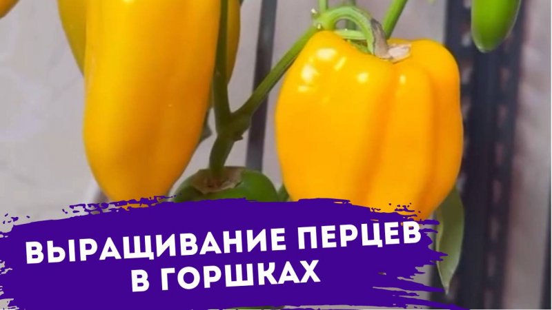 Выращивание перцев в горшках