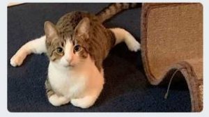 Приколы с животными