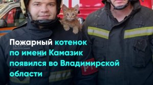 Пожарный котенок по имени Камазик появился во Владимирской области