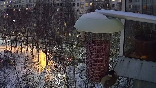 Кормушка, птички, синички. Ночные обжоры смотреть онлайн