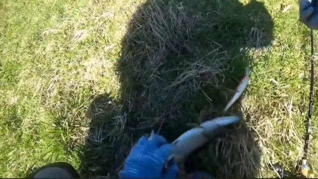 щука на воблер, Тсуёки Мовер 128сп,,#щуканаспиннинг