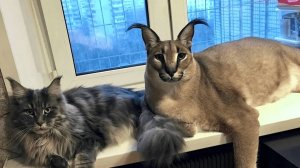 моё первое интро для видео