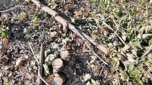 Что будет сделано в Винновской роще?