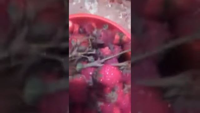 ПРАВИЛЬНАЯ ПОДКОРМКА КЛУБНИКИ 🍓 ЗАЛОГ ХОРОШЕГО УРОЖАЯ!