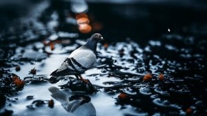 СТРАТЕГИЯ НА БОЛЬШОЙ ТЕННИС. (УРОК 2й)