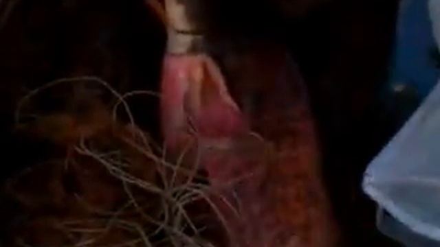 ловля сома смотреть онлайн