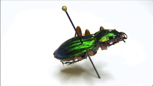 All-in-one 3D digitální mikroskop BVM-4000-3D 3D pozorování - přírodovědné aplikace