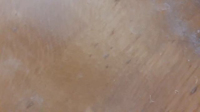 Как бороться с блохами. Расчленение 18+.