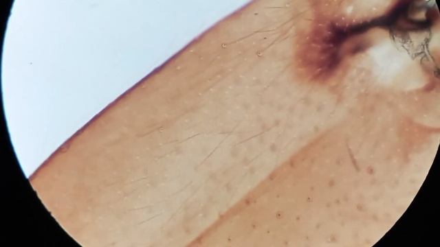 Лапка пчелы в увеличении