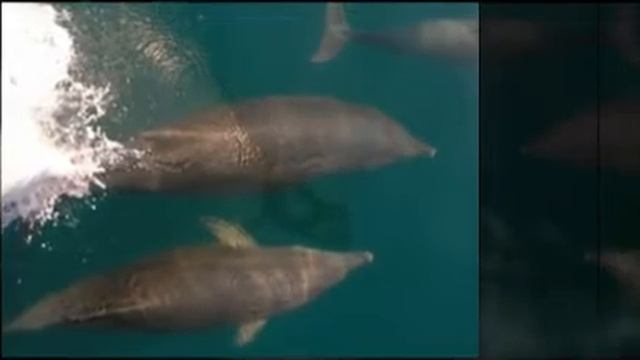 Motor Boat KORSAR, Yalta смотреть онлайн