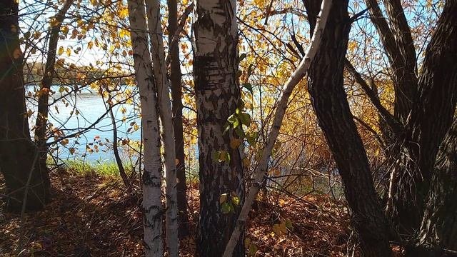 Видео