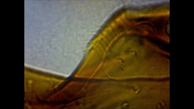 07 Муравей, 2 Мп, 400х смотреть онлайн