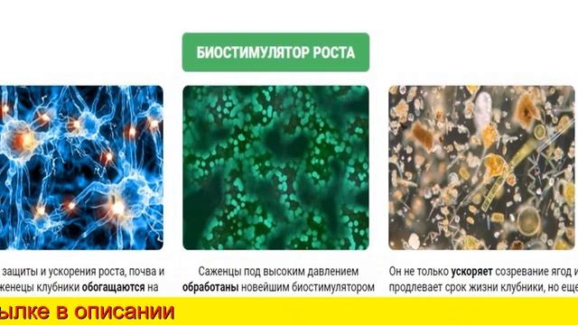 Ягодница Сказочный Сбор Реальные смотреть онлайн