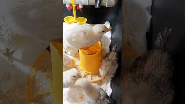 Как он быстро на кормушке оказался! #цыплята #chick #chicken #кормушка #февраль смотреть онлайн