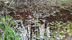Зарисовки 1 Первые сосульки осени