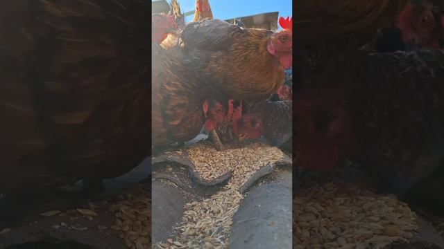 Утренние ритуалы молодого фермера 🌤👨🌾