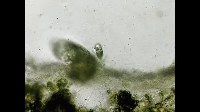 2020 01 12 microscope смотреть онлайн