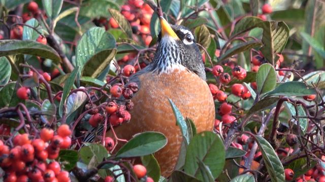 American Robin eats berries смотреть онлайн