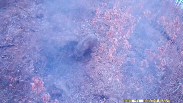 Кабаны на солонце. смотреть онлайн