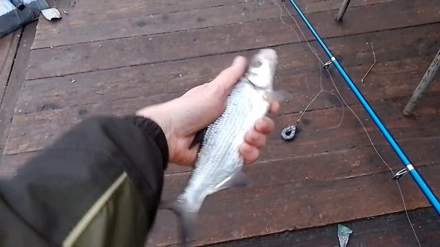 Рыбец на р. Дон! Набережная! смотреть онлайн